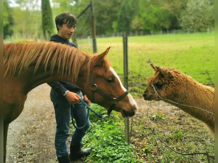 Arabian horses Gelding 2 years 15 hh Chestnut-Red in Kassel