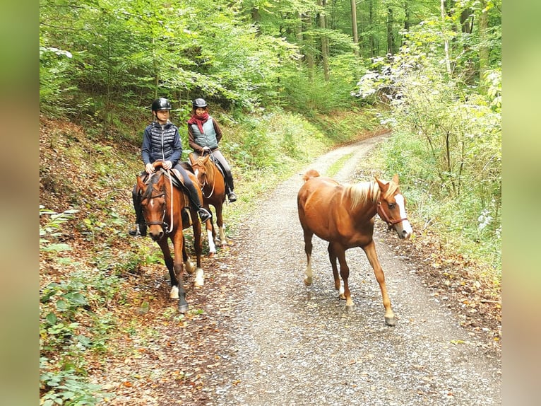 Arabian horses Gelding 2 years 15 hh Chestnut-Red in Kassel
