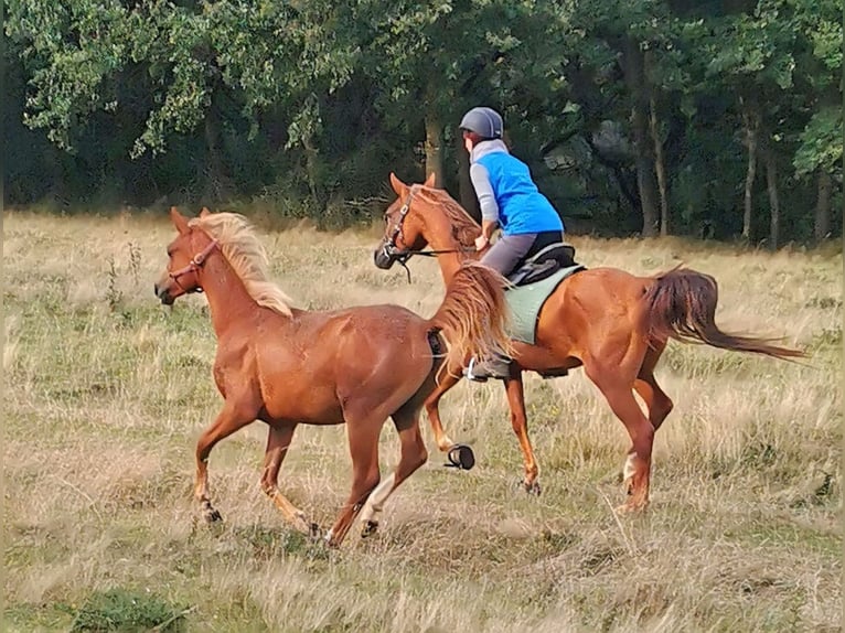 Arabian horses Gelding 2 years 15 hh Chestnut-Red in Kassel