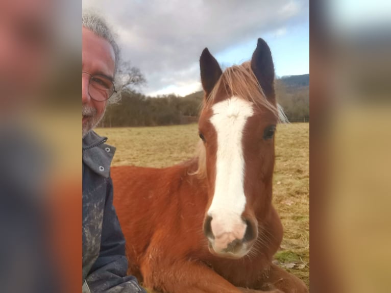 Arabian horses Gelding 2 years 15 hh Chestnut-Red in Kassel