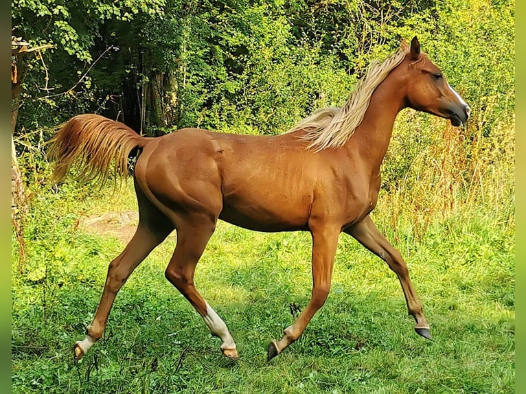 Arabian horses Gelding 2 years 15 hh Chestnut-Red in Kassel