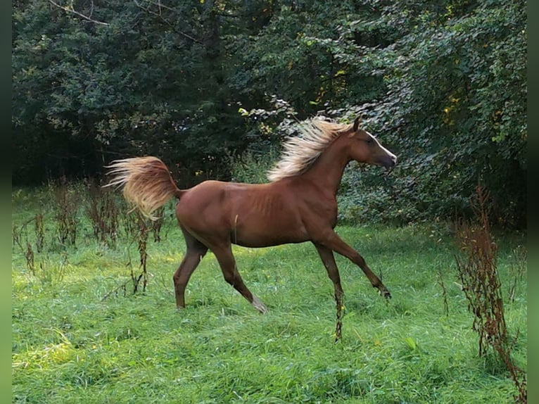 Arabian horses Gelding 2 years 15 hh Chestnut-Red in Kassel