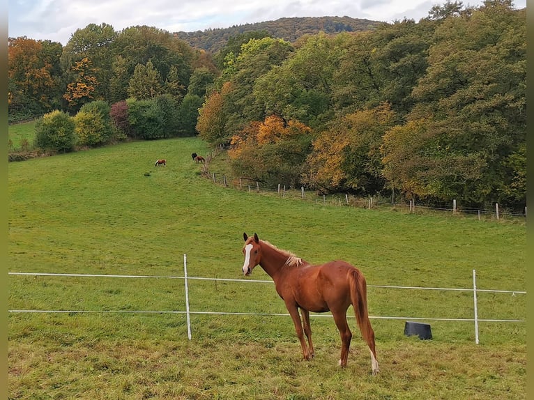 Arabian horses Gelding 2 years 15 hh Chestnut-Red in Kassel