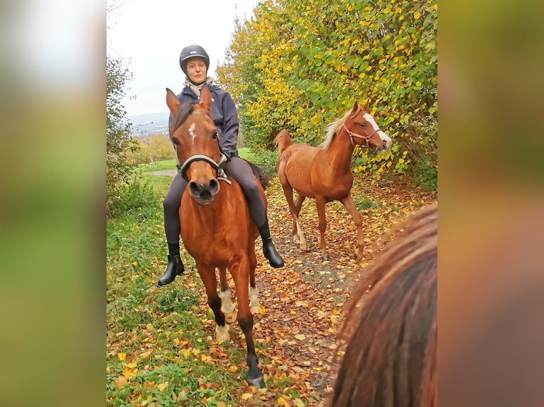 Arabian horses Gelding 2 years 15 hh Chestnut-Red in Kassel