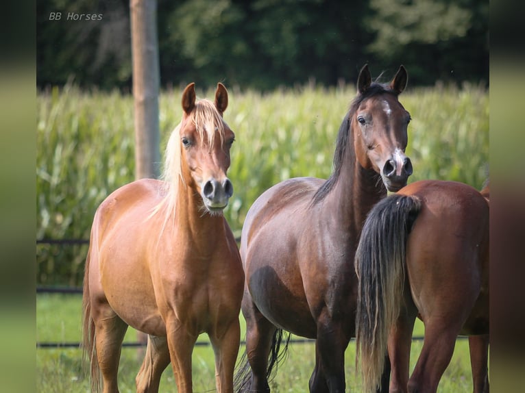 Arabian horses Gelding 2 years 15 hh Chestnut-Red in Pastetten