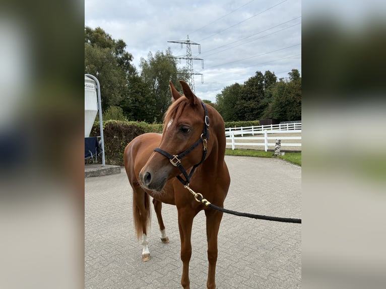 Arabian horses Gelding 2 years 15 hh Chestnut-Red in Essen