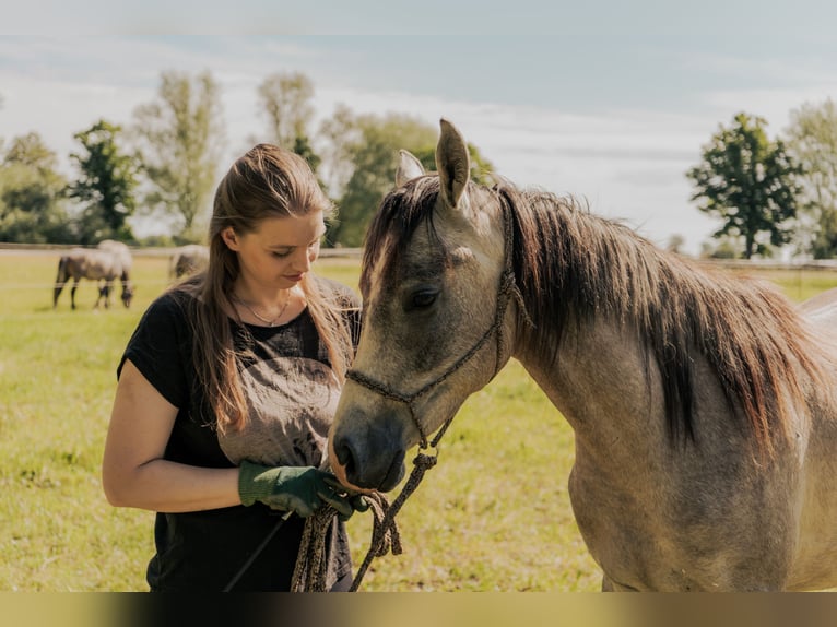 Arabian horses Gelding 2 years 15 hh Gray-Dapple in Meinersen