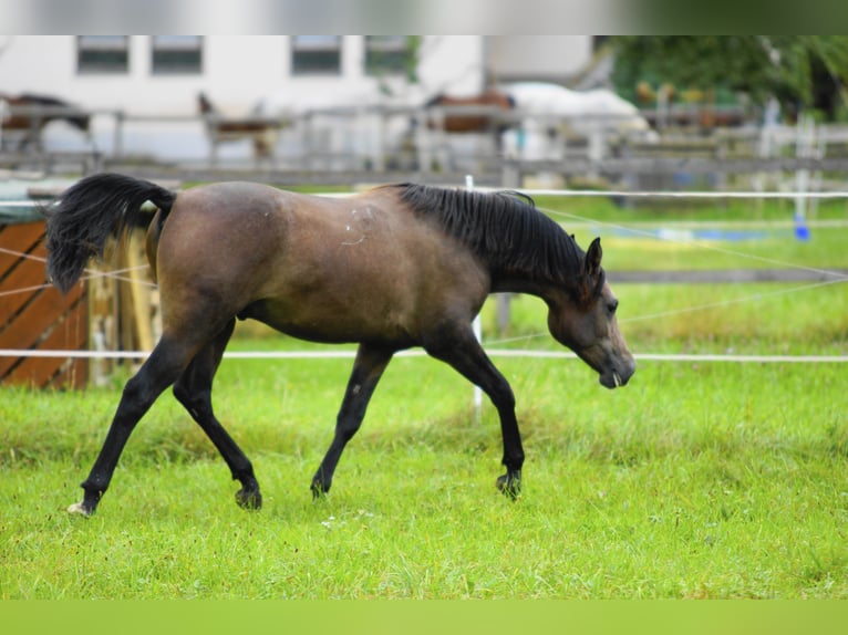 Arabian horses Gelding 2 years 15 hh Gray in AmmerbuchAmmerbuch