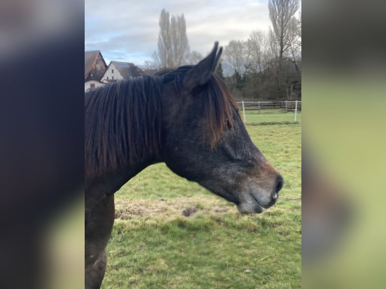 Arabian horses Gelding 2 years 15 hh Gray in Ammerbuch