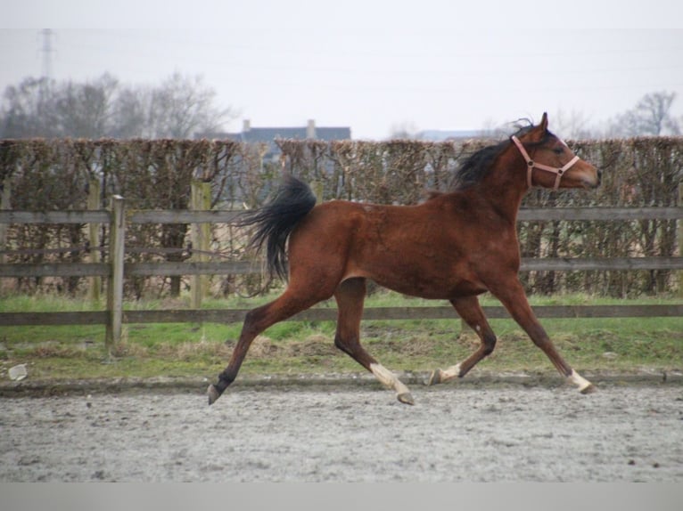 Arabian horses Gelding 2 years 15,1 hh Brown in Hooglede