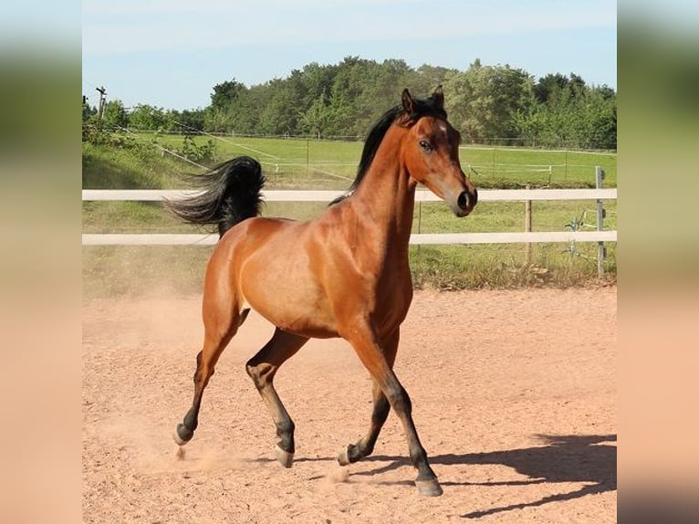 Arabian horses Gelding 2 years 15,1 hh Brown in Freiamt