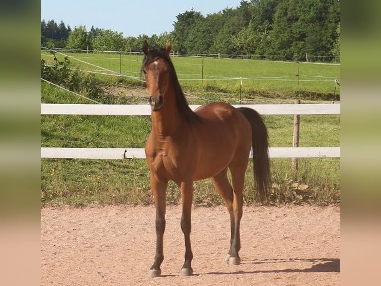 Arabian horses Gelding 2 years 15,1 hh Brown in Freiamt