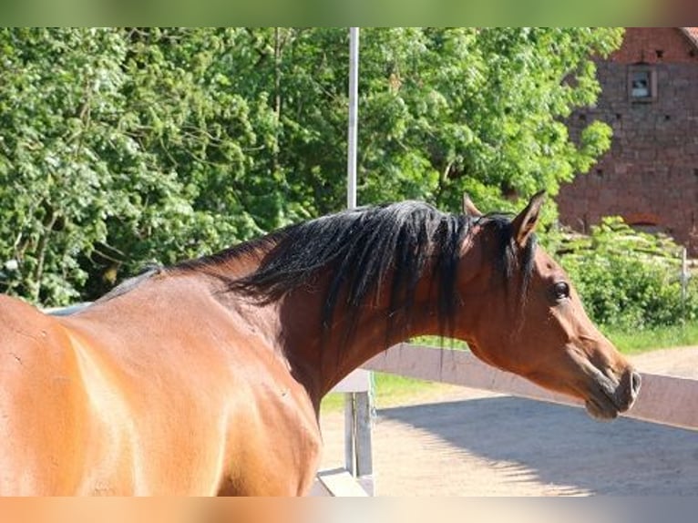 Arabian horses Gelding 2 years 15,1 hh Brown in Freiamt