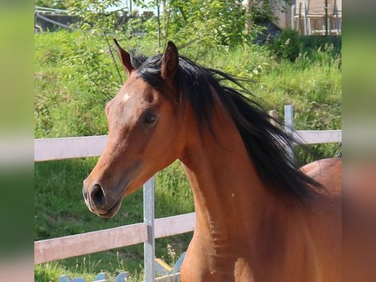 Arabian horses Gelding 2 years 15,1 hh Brown in Freiamt