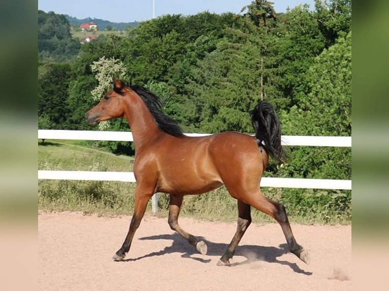 Arabian horses Gelding 2 years 15,1 hh Brown in Freiamt