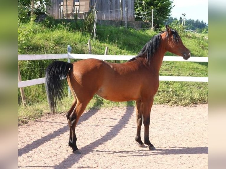 Arabian horses Gelding 2 years 15,1 hh Brown in Freiamt