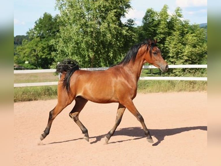 Arabian horses Gelding 2 years 15,1 hh Brown in Freiamt