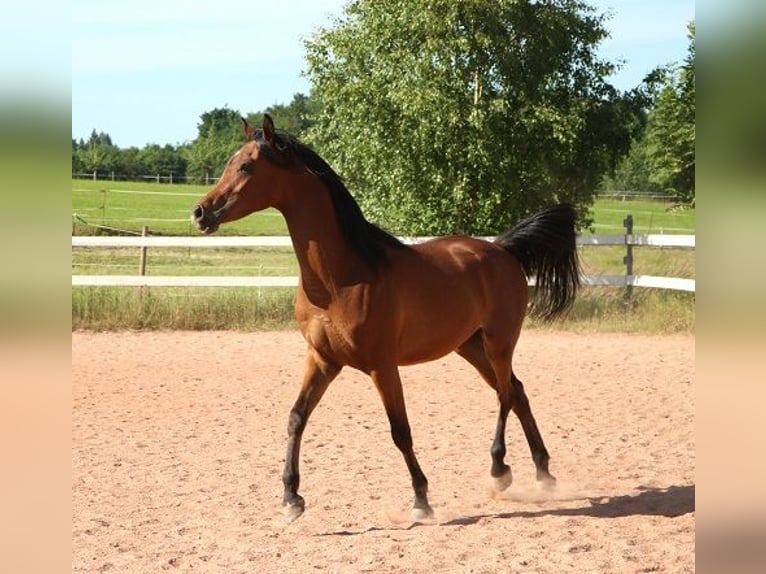 Arabian horses Gelding 2 years 15,1 hh Brown in Freiamt