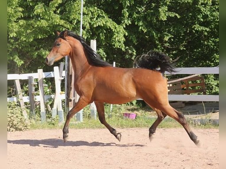 Arabian horses Gelding 2 years 15,1 hh Brown in Freiamt