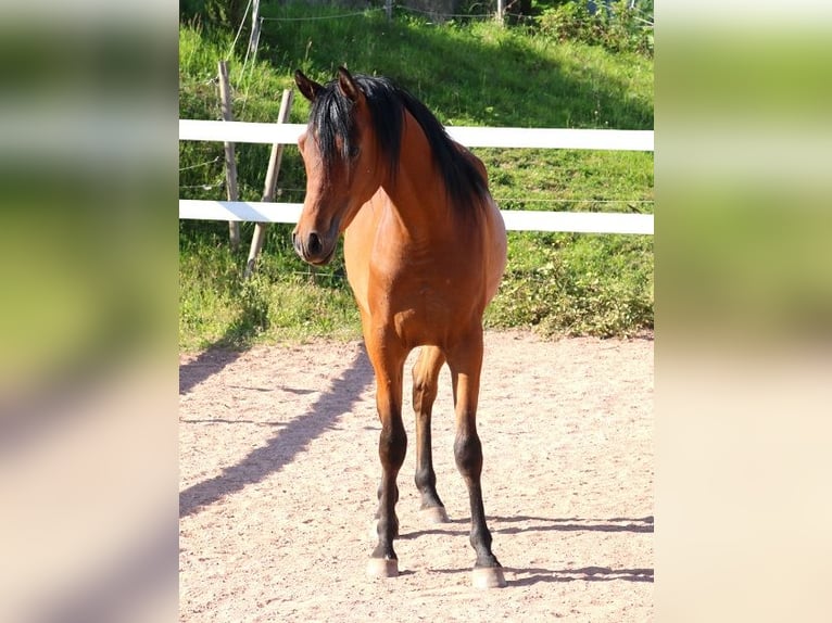 Arabian horses Gelding 2 years 15,1 hh Brown in Freiamt