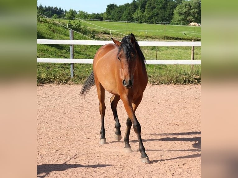 Arabian horses Gelding 2 years 15,1 hh Brown in Freiamt
