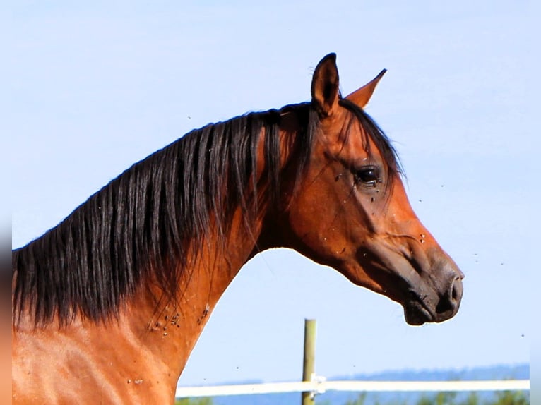 Arabian horses Gelding 2 years 15,1 hh Brown in Kehl