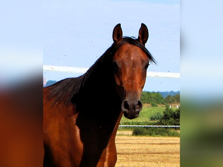 Arabian horses Gelding 2 years 15,1 hh Brown in Kehl