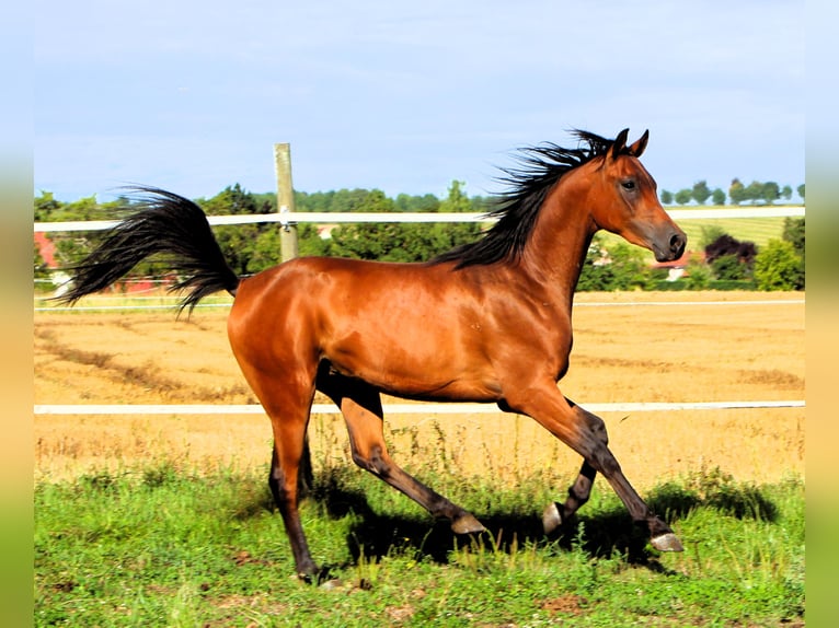 Arabian horses Gelding 2 years 15,1 hh Brown in Kehl
