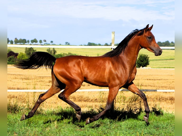 Arabian horses Gelding 2 years 15,1 hh Brown in Kehl