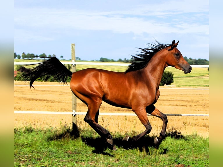 Arabian horses Gelding 2 years 15,1 hh Brown in Kehl