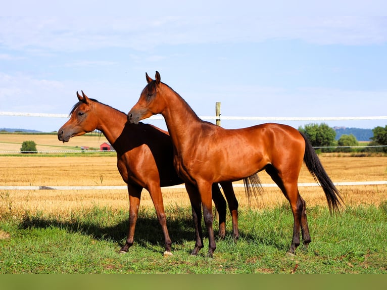 Arabian horses Gelding 2 years 15,1 hh Brown in Kehl