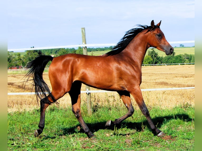 Arabian horses Gelding 2 years 15,1 hh Brown in Kehl