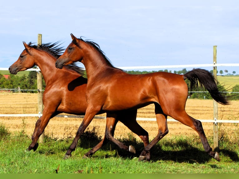 Arabian horses Gelding 2 years 15,1 hh Brown in Kehl