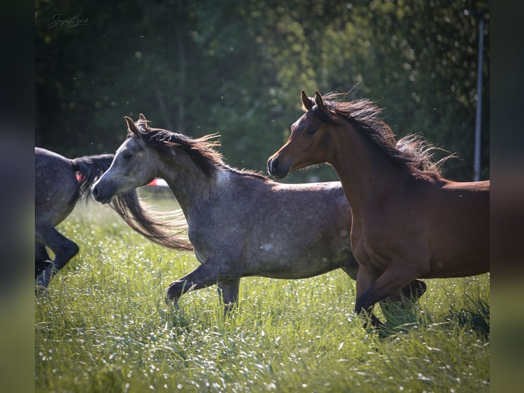 Arabian horses Gelding 2 years 15,1 hh Brown in Bergkamen