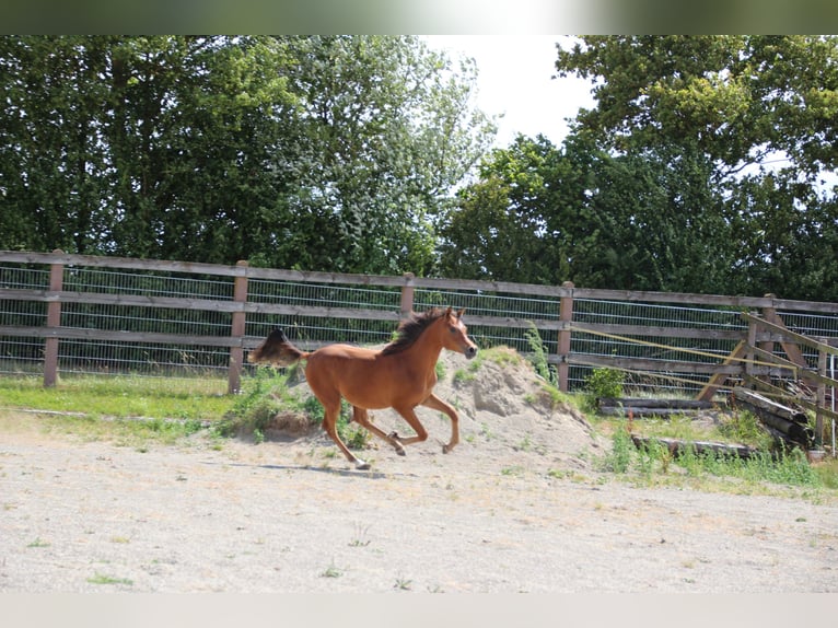 Arabian horses Gelding 2 years 15,1 hh Brown in Nellingen