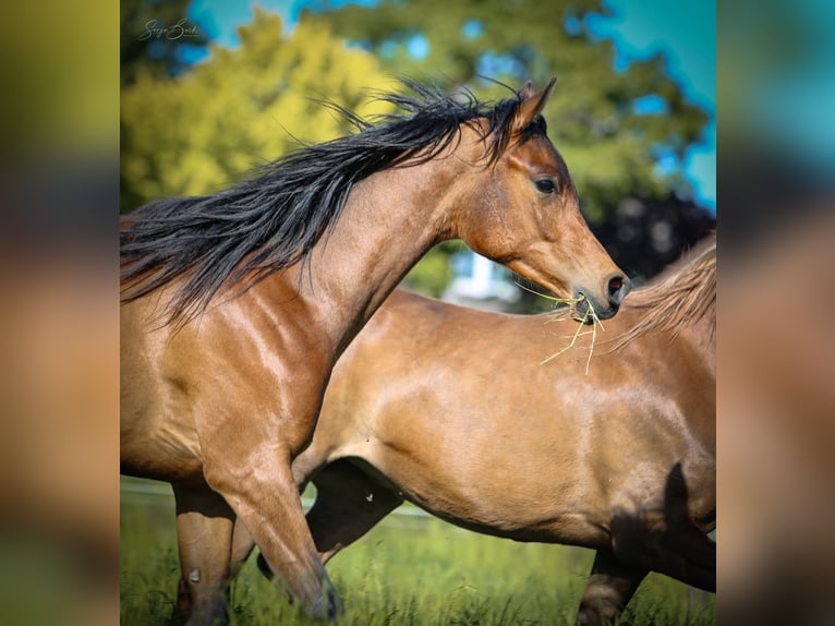 Arabian horses Gelding 2 years 15,1 hh in Bergkamen