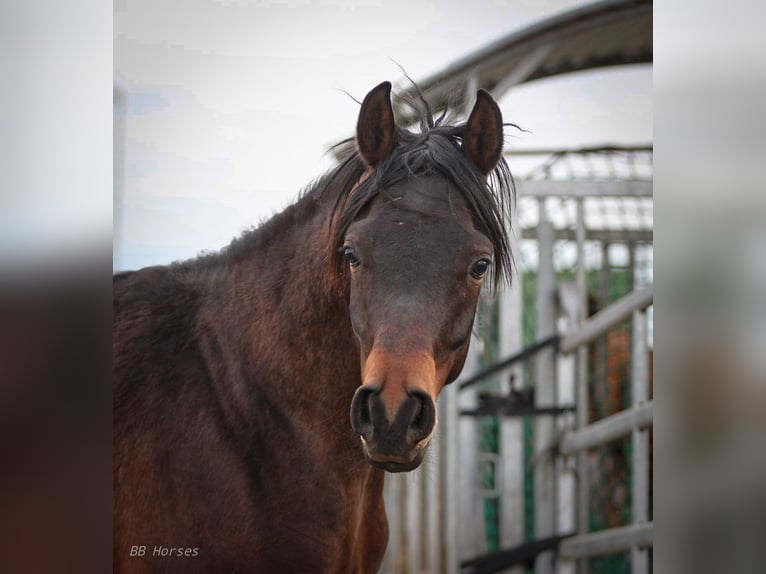 Arabian horses Gelding 2 years 15,2 hh Brown in Pastetten