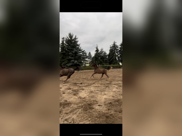 Arabian horses Gelding 2 years 15,2 hh Chestnut in Zeithain