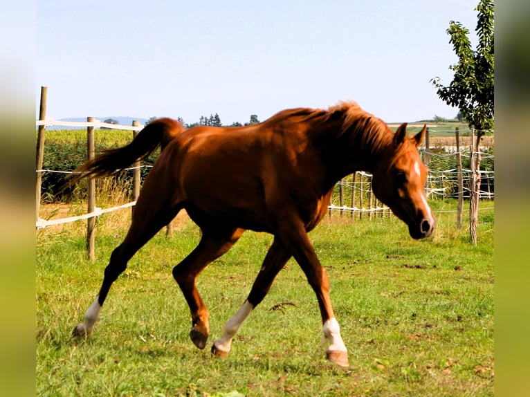 Arabian horses Gelding 2 years 15,2 hh Chestnut-Red in Kehl