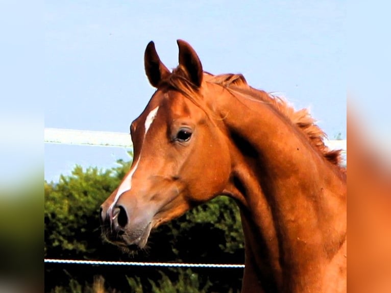 Arabian horses Gelding 2 years 15,2 hh Chestnut-Red in Kehl