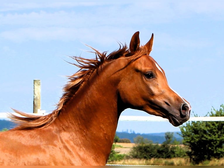 Arabian horses Gelding 2 years 15,2 hh Chestnut-Red in Kehl