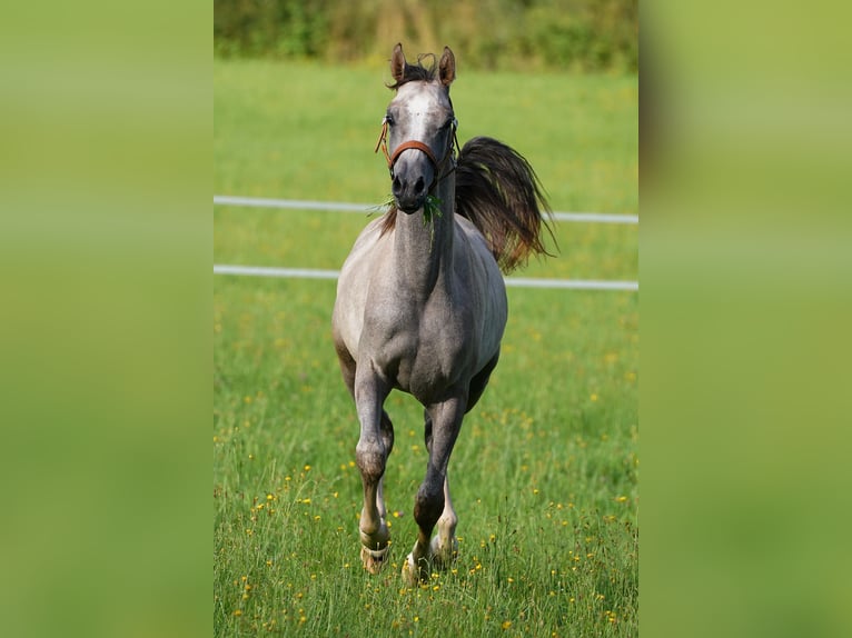 Arabian horses Gelding 2 years 15,2 hh Grey in Gem&#xFC;nden (Felda)