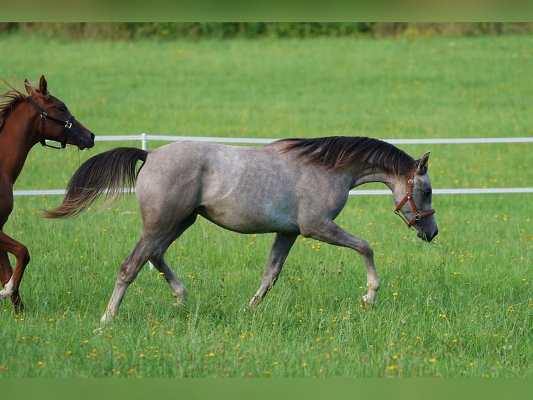 Arabian horses Gelding 2 years 15,2 hh Grey in Gem&#xFC;nden (Felda)