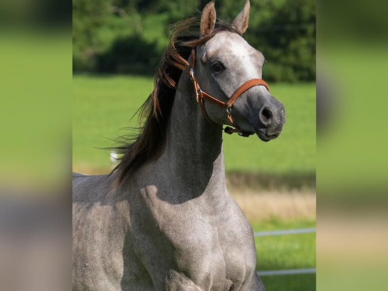 Arabian horses Gelding 2 years 15,2 hh Grey in Gem&#xFC;nden (Felda)