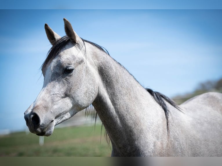 Arabian horses Gelding 2 years 15,2 hh Grey in Gem&#xFC;nden (Felda)