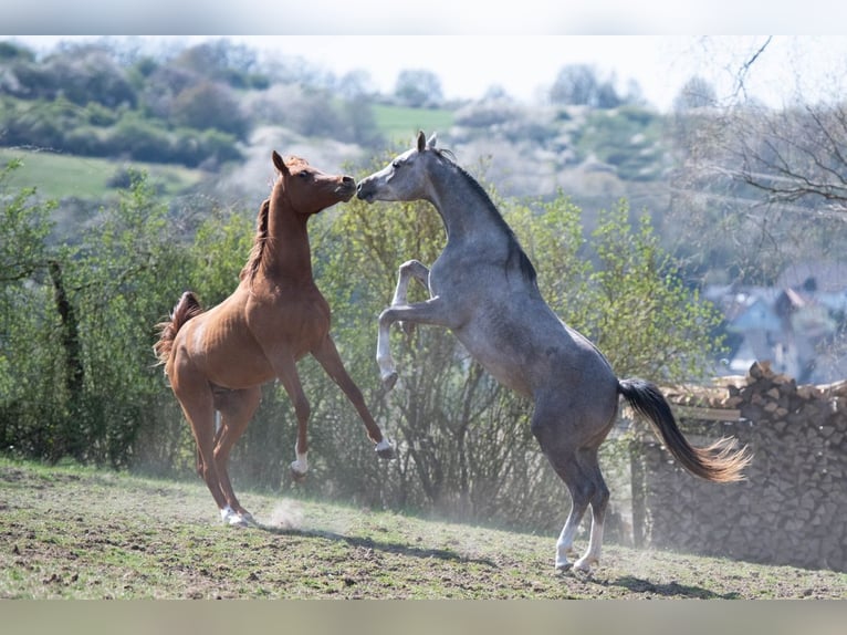 Arabian horses Gelding 2 years 15,2 hh Grey in Gem&#xFC;nden (Felda)