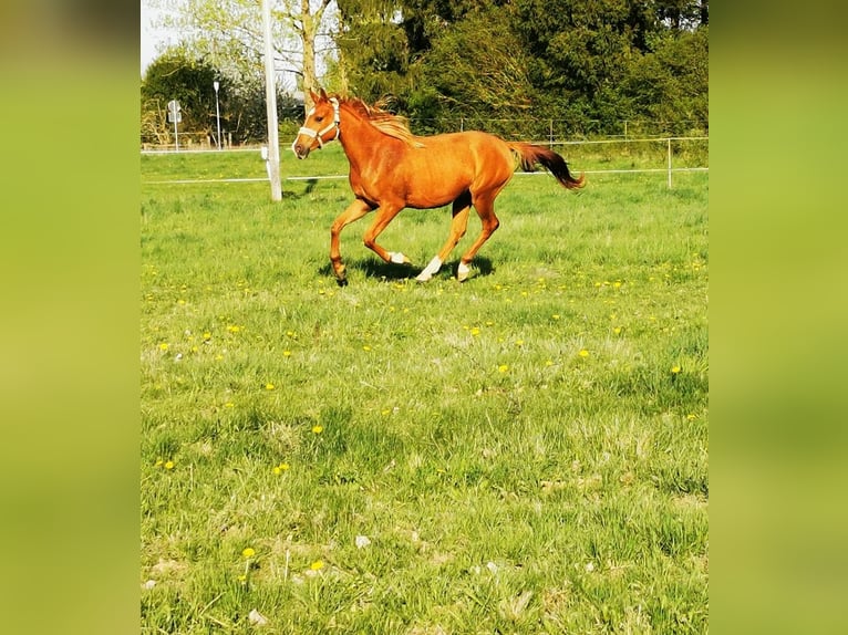 Arabian horses Gelding 2 years 15,3 hh Chestnut-Red in Harzgerode