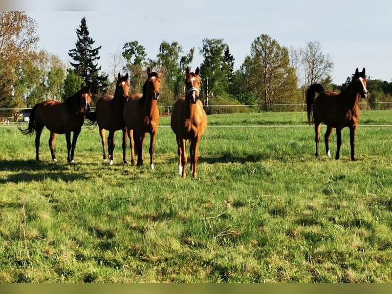 Arabian horses Gelding 2 years 15,3 hh Chestnut-Red in Harzgerode