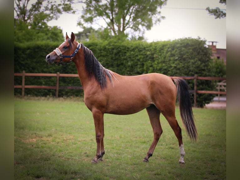 Arabian horses Gelding 2 years Bay in Kaprijke