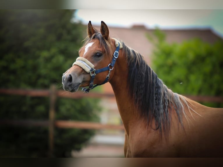 Arabian horses Gelding 2 years Bay in Kaprijke